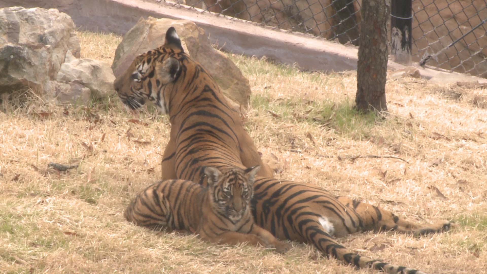 Baby Tigers Make First Appearance At Little Rock Zoo | Thv11.com