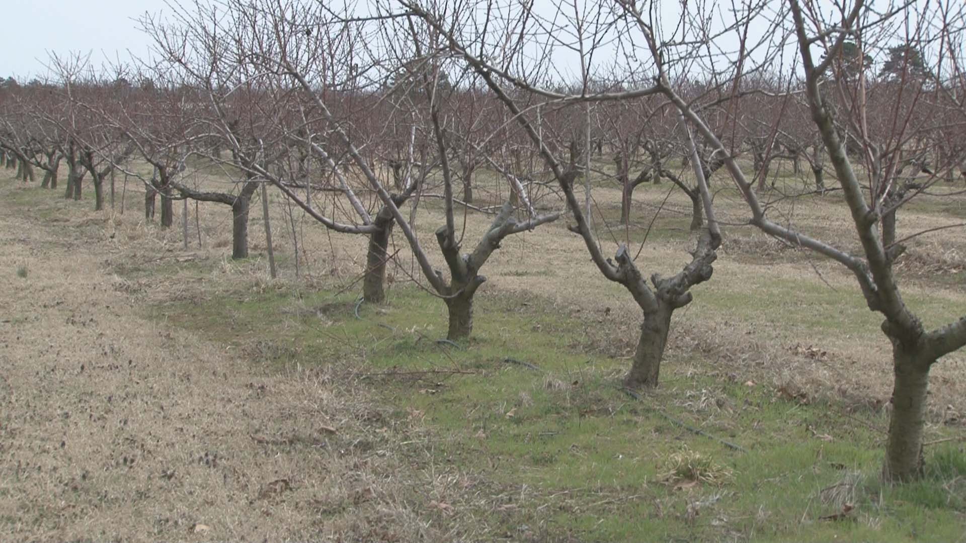 Collins Round Mountain Orchard sold, but still open
