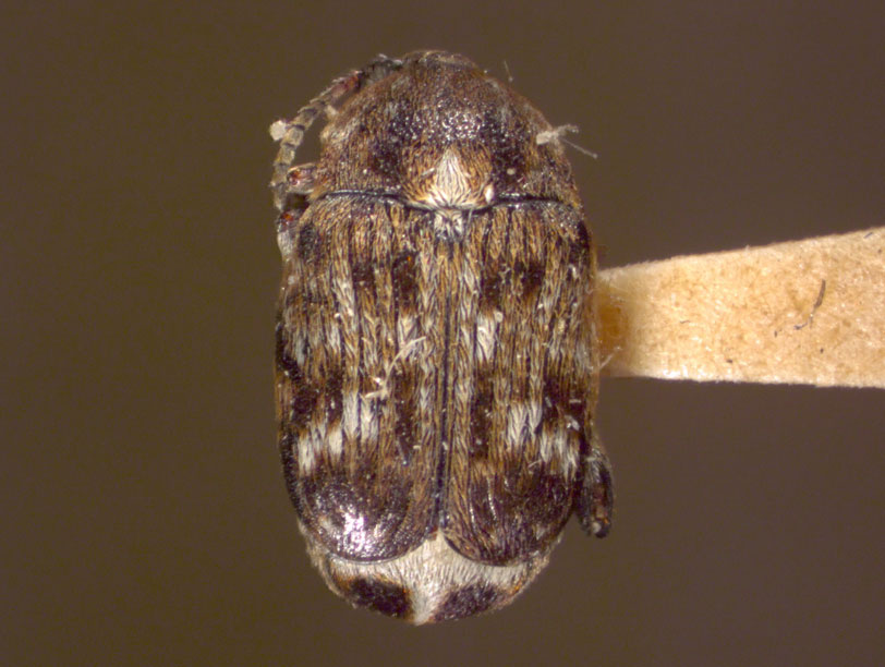 Arkansas soybean growers beset by pesky weevil