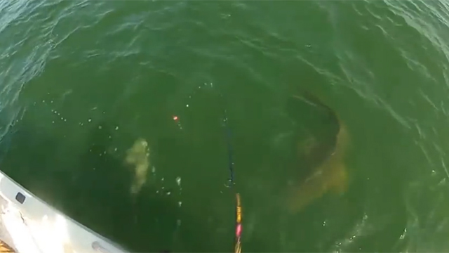 Must See: Grouper swallows 4-foot shark in one bite | thv11.com