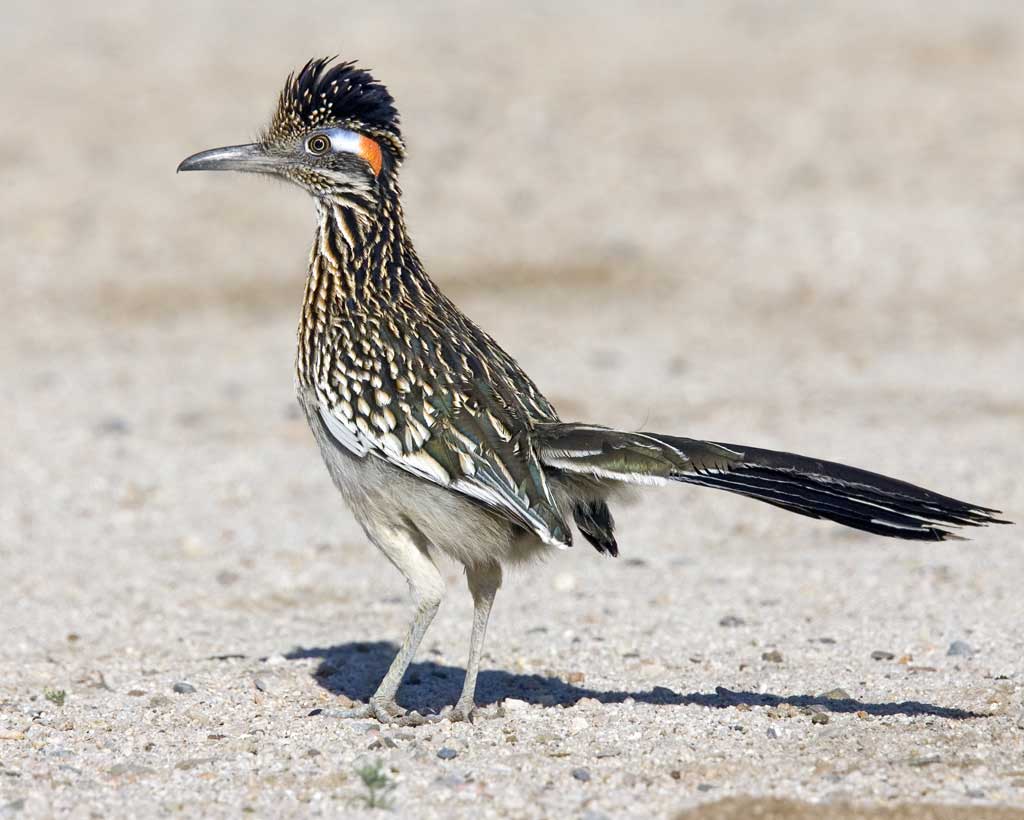 Greater Roadrunner - Jay's Bird Barn