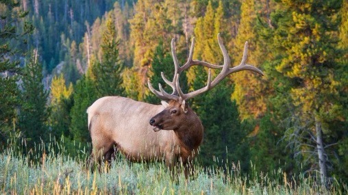 Elk In Ark. Tests Positive For Chronic Wasting Disease | Thv11.com