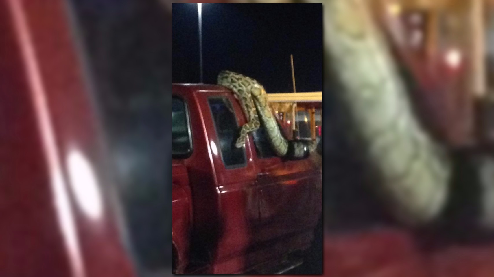 Huge snake found on truck in Arkansas parking lot