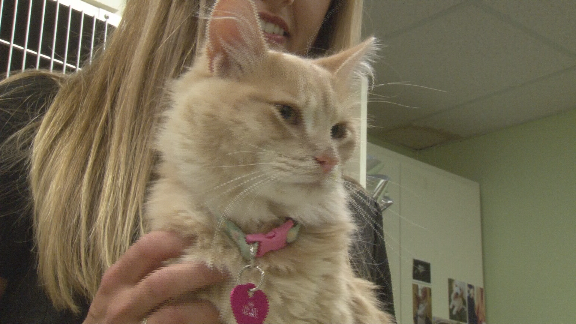 Bobcat fever, the 'Ebola virus for cats,' confirmed in central Arkansas - THV11.com