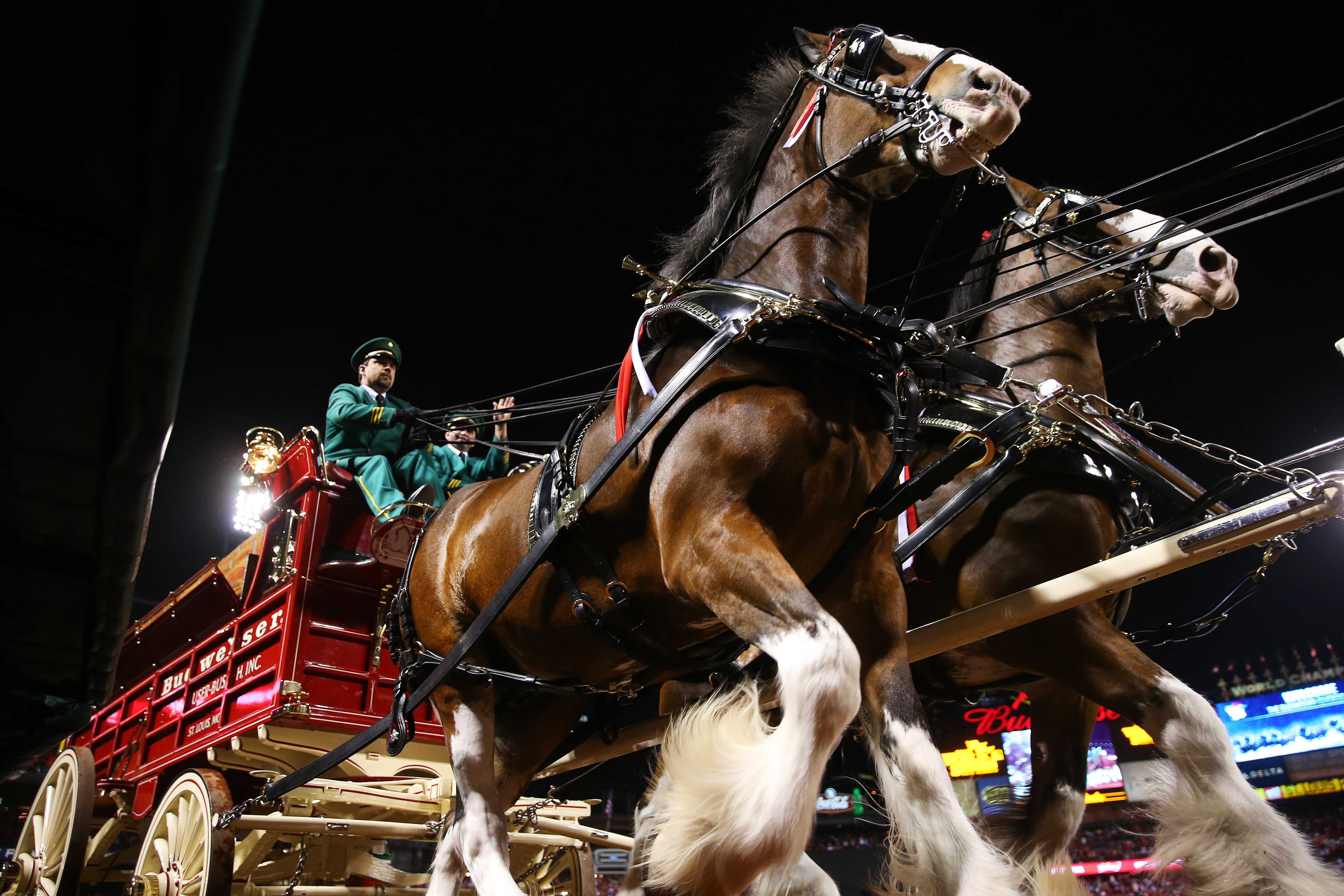 Budweiser Clydesdales joining World's Shortest St. Patrick's Day Parade