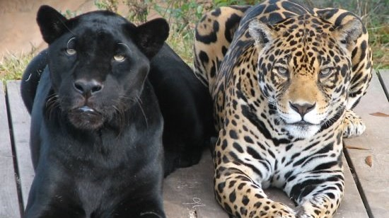 Agave, a female jaguar at the Little Rock Zoo, passes away due to ...